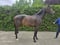 Annuncio cavallo