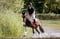 Horse ad