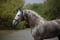 Annuncio cavallo