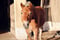 Annuncio cavallo