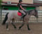 Horse ad