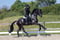 Horse ad