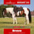 Paardadvertentie