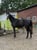 Annuncio cavallo