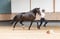 Horse ad