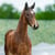 Horse ad
