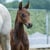 Annuncio cavallo