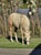 Horse ad