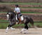 Annuncio cavallo