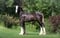Horse ad