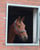 Annuncio cavallo