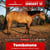 Horse ad