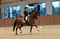Horse ad