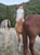 Annuncio cavallo