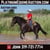 Horse ad