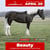 Horse ad