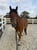 Horse ad