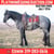 Annuncio cavallo
