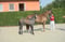 Anuncio de caballos