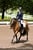 Annuncio cavallo