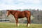 Horse ad