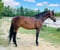 Horse ad