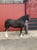 Horse ad