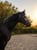 Horse ad