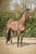 Annuncio cavallo