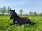 Horse ad