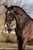 Horse ad