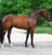 Annonce cheval