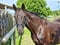 Annuncio cavallo