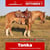 Annuncio cavallo