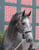 Horse ad