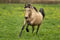 Annuncio cavallo