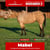 Horse ad