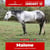 Horse ad