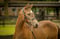 Horse ad