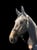 Annuncio cavallo