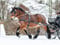 Horse ad