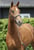 Paardadvertentie