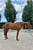 Horse ad