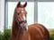 Anuncio de caballos