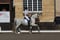 Annonce cheval
