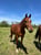 Horse ad