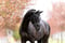 Horse ad