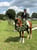 Horse ad