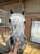 Horse ad