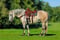 Annonce cheval